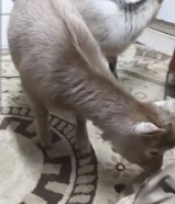 للبيع تيسين جيكي قزام لعبوب ياكلون و الصحه ممتازة