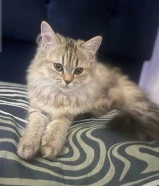 2 Persian tabby kittens 6months old