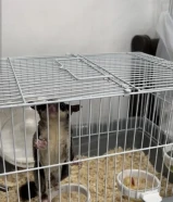 سنجاب طائر - شوقر قلايدر