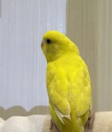 عصافير كوبل تغريدهم حلو ومؤدبين ( مع القفص و الاكل)