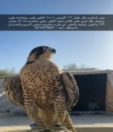 للبيع جير شاهين