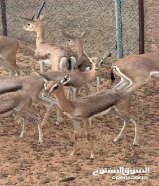 غزال الدوماني و الريم و جميع الانواع