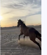 خيل انقليزي رفيع للبيه