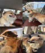 للبيع كلب بوميرينيان