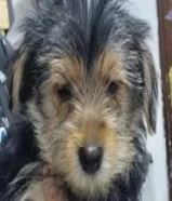3 months old yorkshire puppy