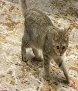 Scottish male cat