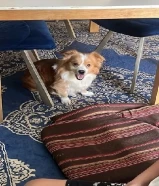 كلب مفقود بالمزارع