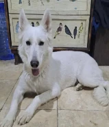 White Swiss German Shepard