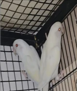 bird for sale