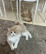 قطط للتبنى