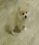 Pomeranian