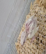 فروخ لوف بيرد