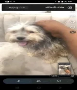 كلبه مفقوده بصبح الاحمد لمن يجده له ماليه