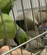 للبيع بيبي ميتو أخضر و ربوا مافي عض وأتصال وتساب و يتكلم يعني شوي