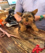 يورك شاير تي كب