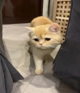 قط برتش للبيع