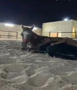 مهره بلديه فاخره