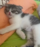 سكوتش فولد عمرو شهرين للبيع 75kd