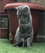 للبيع ذكر سكوتش ستريت