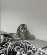 Scottish fold Ny silver shaded female.9