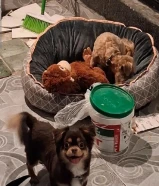 عدد 2 كلب صغار