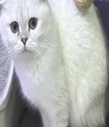 للبيع قط ابيض انثى لغرض السفر