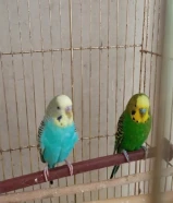 طيور البادجي حجم كبير بيع معا القفص معاهم كميت من لاكل