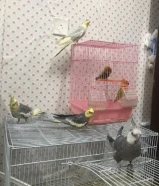Beautiful cocktails and love birds fo