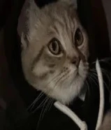 سكوتش فولد شورت هير مع كل اغراضه بيعه سريعه جدا