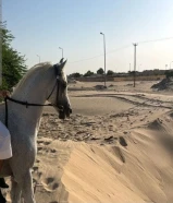 حصان بلدي شرط السلم