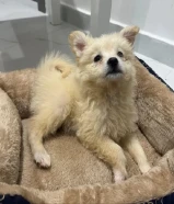 Maltese puppy 3 month