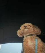 جلب بودل للبيع بيعة سريعة العمر سنه و شهرين