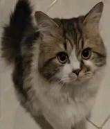 Cute Scottish Female Pedigree Cat