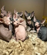 Canadian Sphynx Kitten