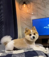 كلب ذكر بومرينيان فوكس للبيع Male Pomeranian Fox dog for sale