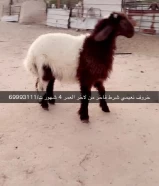 خرفان نعيم بري شي طيب