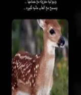 للإيجار استراحة في كبد