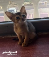 للبيع 3قطط abyssinian kittens