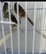 للبيع زوج كناري همداني