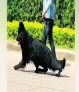 مندوب توصيل كلاب