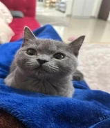 سكوتش رمادي ذكر