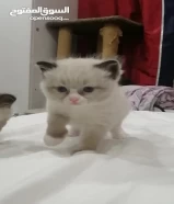 Smart kitten