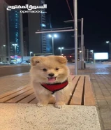 جرو بومرينيان