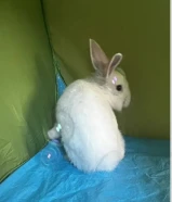 أرنب للبيع