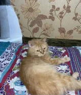 Cats for sale Scottish and shirazi both male