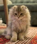 تم __ التبني