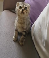 قطط للبيع كيتن في المهبوله