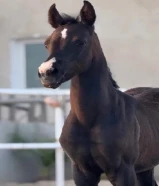 مهره بولش ....