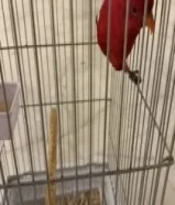 للبيع ريد لوري