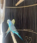 2 birds for sale